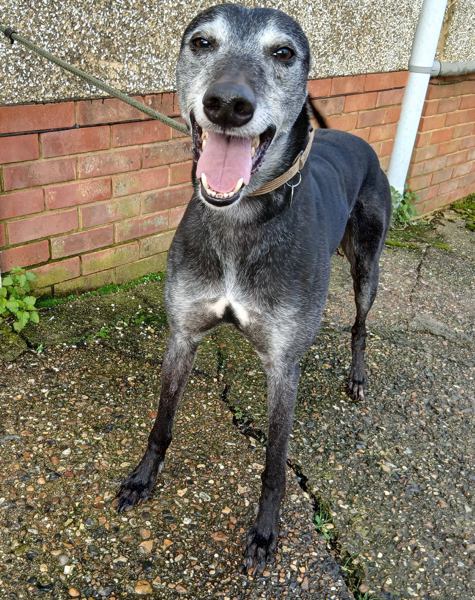 Nassa, a 5 years old male Greyhound available for adoption from WK Retired Greyhounds in Waltham Abbey, Essex