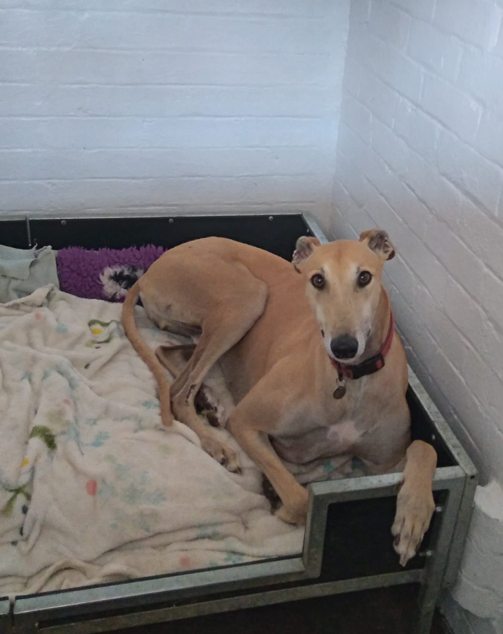 Magic, a 3 years old male Greyhound available for adoption from WK Retired Greyhounds in Waltham Abbey, Essex