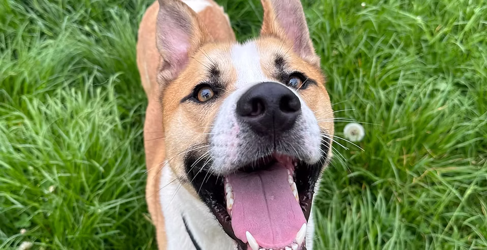 Justin Timberlake, a 4 years old male Unknown available for adoption from Woodhaven Second Chance Rehoming in North Yorkshire