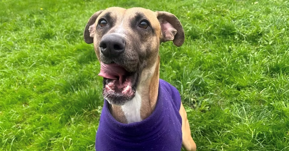 Rolo, a 3 years old male Unknown available for adoption from Woodhaven Second Chance Rehoming in North Yorkshire