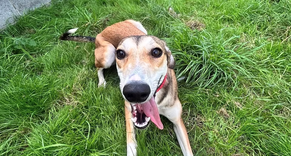 Skips, a 1 year old female Unknown available for adoption from Woodhaven Second Chance Rehoming in North Yorkshire