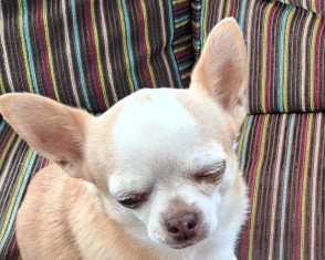 Dexter, a 9 years old male Chihuahua available for adoption from Yorkshire Coast Dog Rescue in North Yorkshire