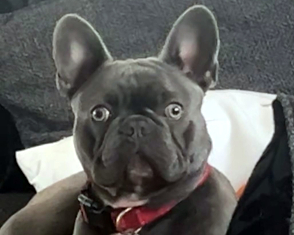 Albert, a 2 years old male French Bulldog available for adoption from Yorkshire Coast Dog Rescue in North Yorkshire