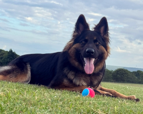 Nala, a 2 years old female German Shepherd available for adoption from Yorkshire Coast Dog Rescue in North Yorkshire