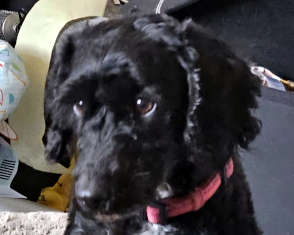 Minnie, a 4 years old female Cockapoo available for adoption from Yorkshire Coast Dog Rescue in North Yorkshire