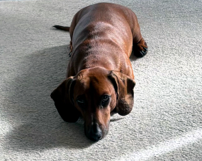 Dexter, a 4 years old male Miniature Dachshund available for adoption from Yorkshire Coast Dog Rescue in North Yorkshire